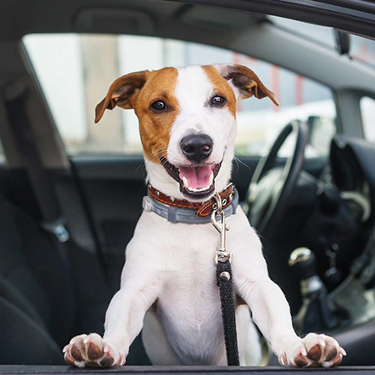 Traveling With Pets.. Traveling With Pets..